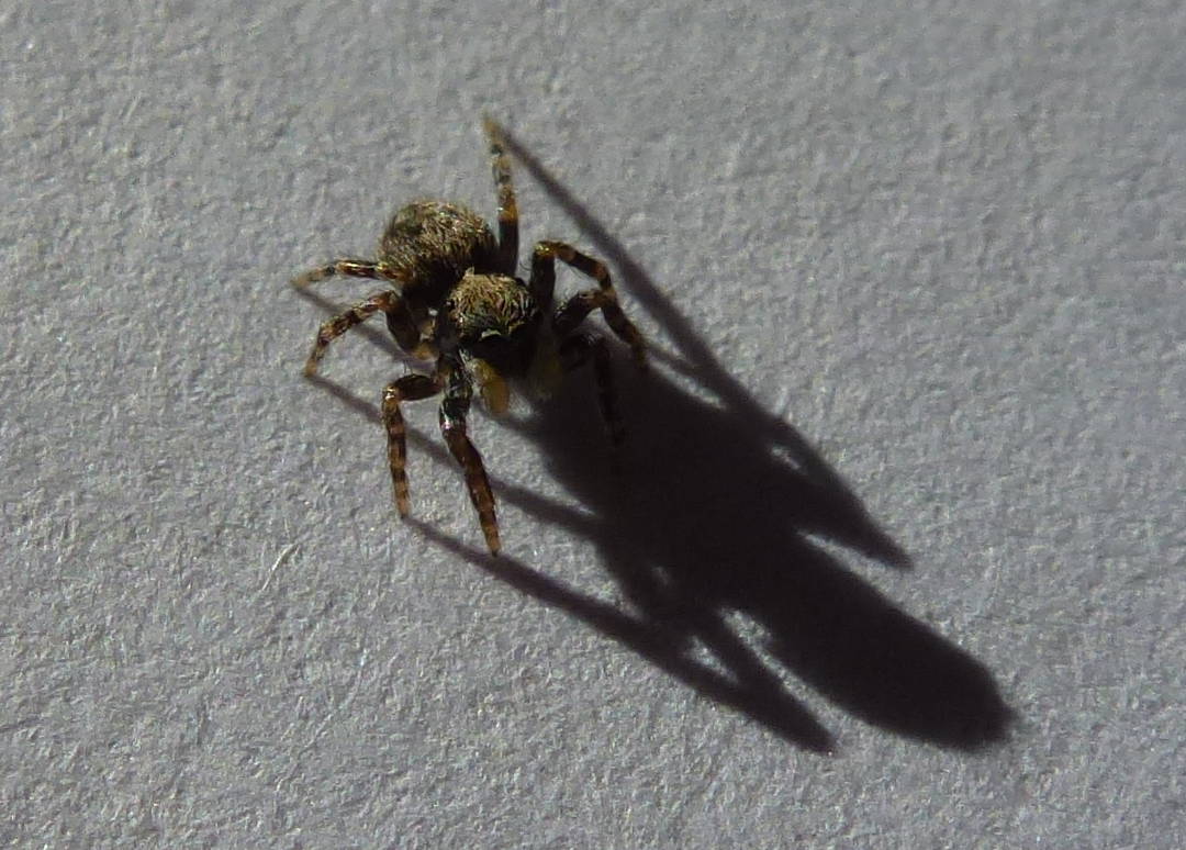 The pseudeuophrys-lanigera jumping spider