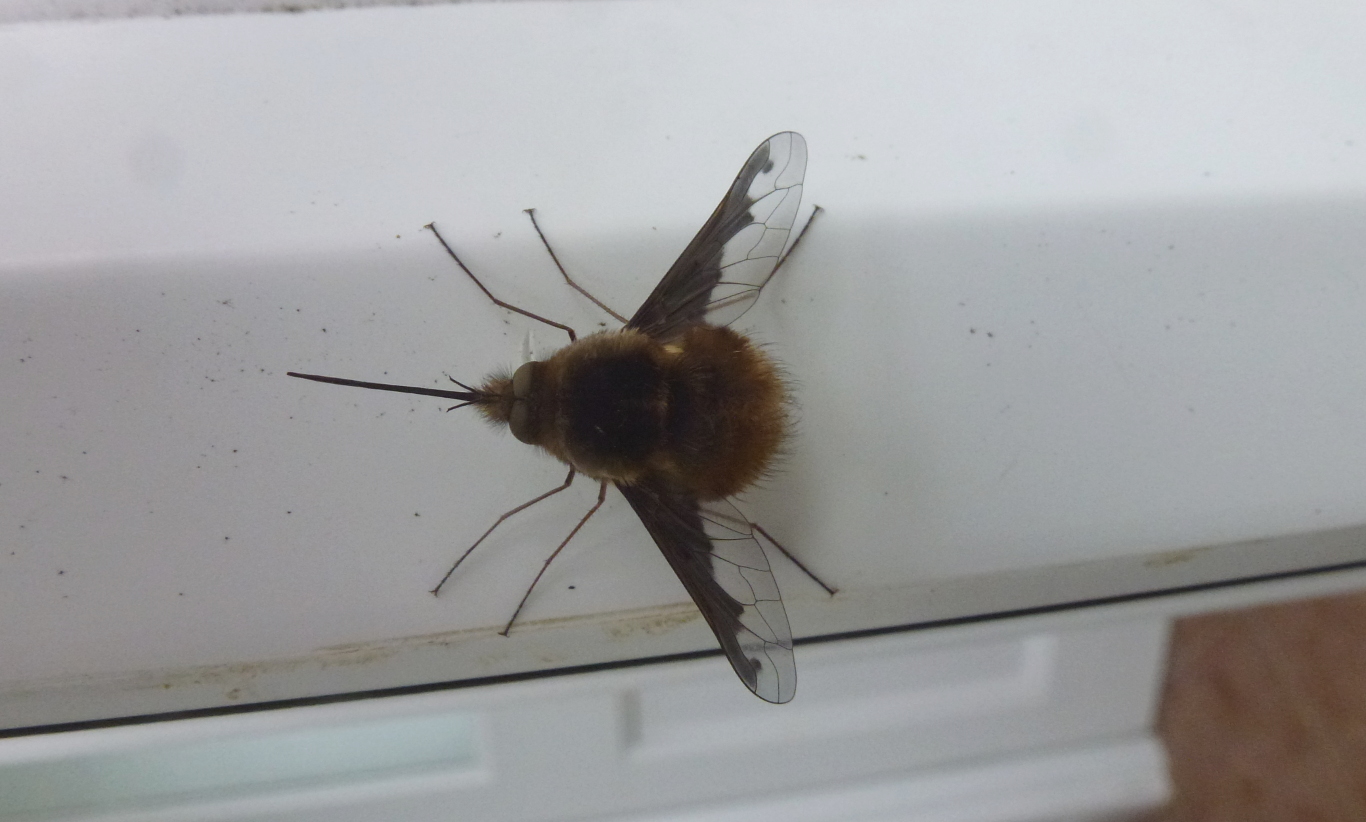 A close up picture of a bee fly.
