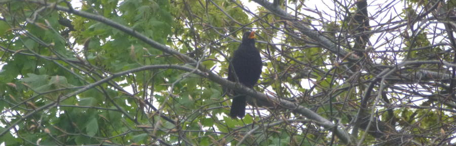 A blackbird singing in a tree.