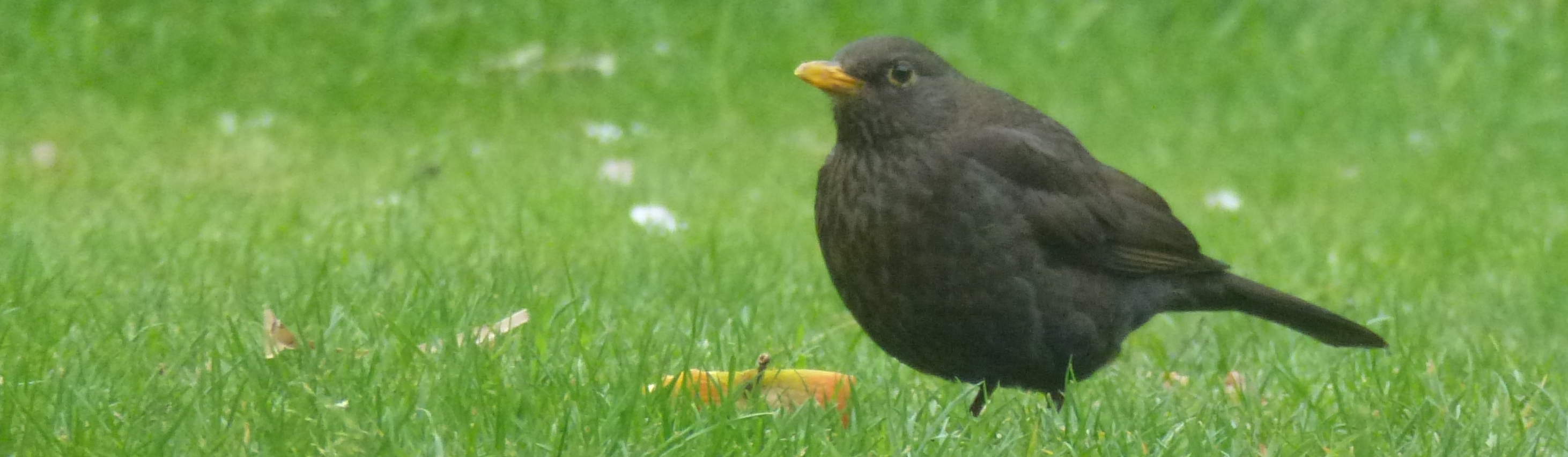 A female blackbird eating an apple.
