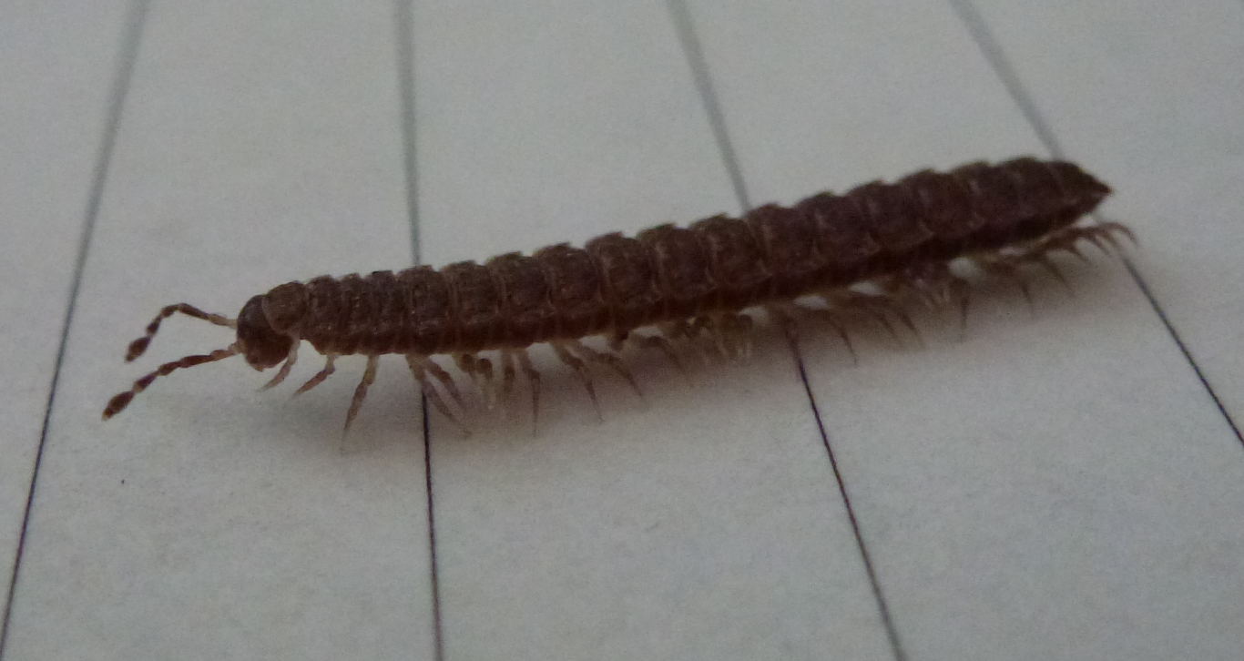 A flat backed millipede (Polydesmus angustus)