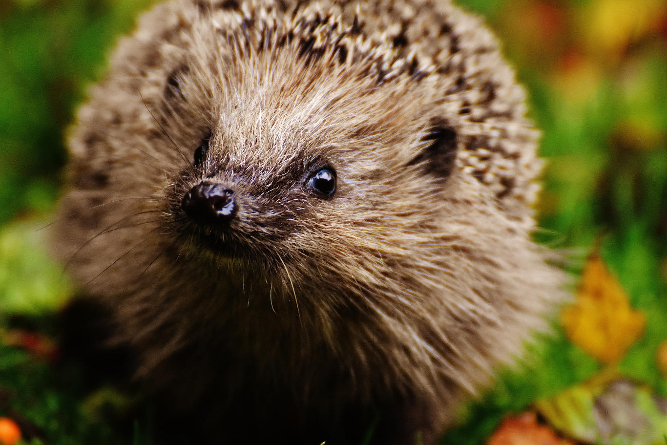 A hedgehog.