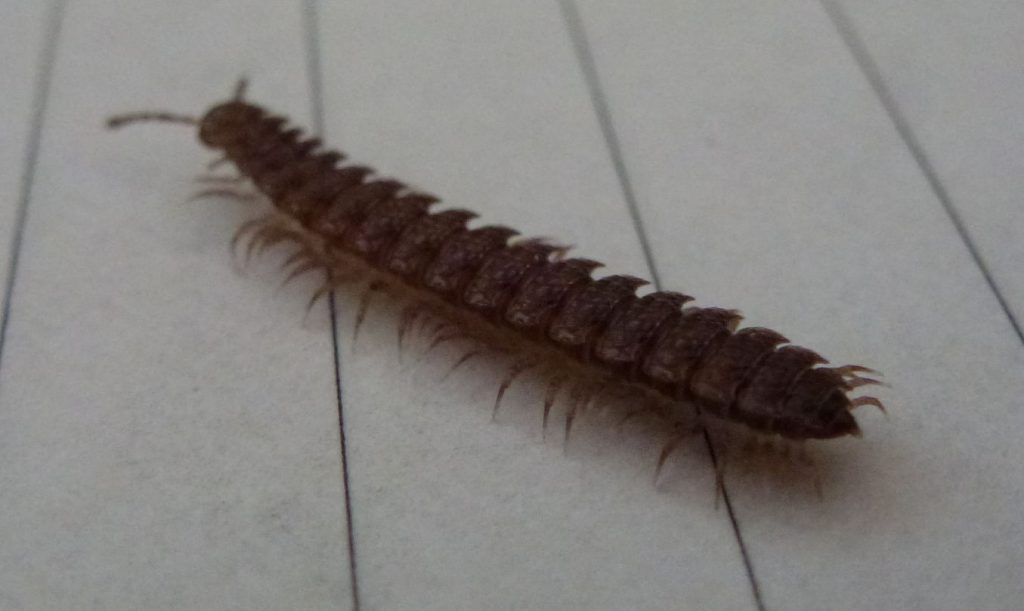 A flat backed millipede (A flat backed millipede (Polydesmus angustus) crawling away.