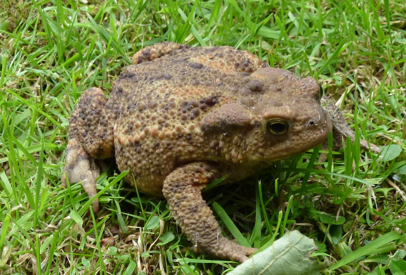 The common toad (Bufo bufo)