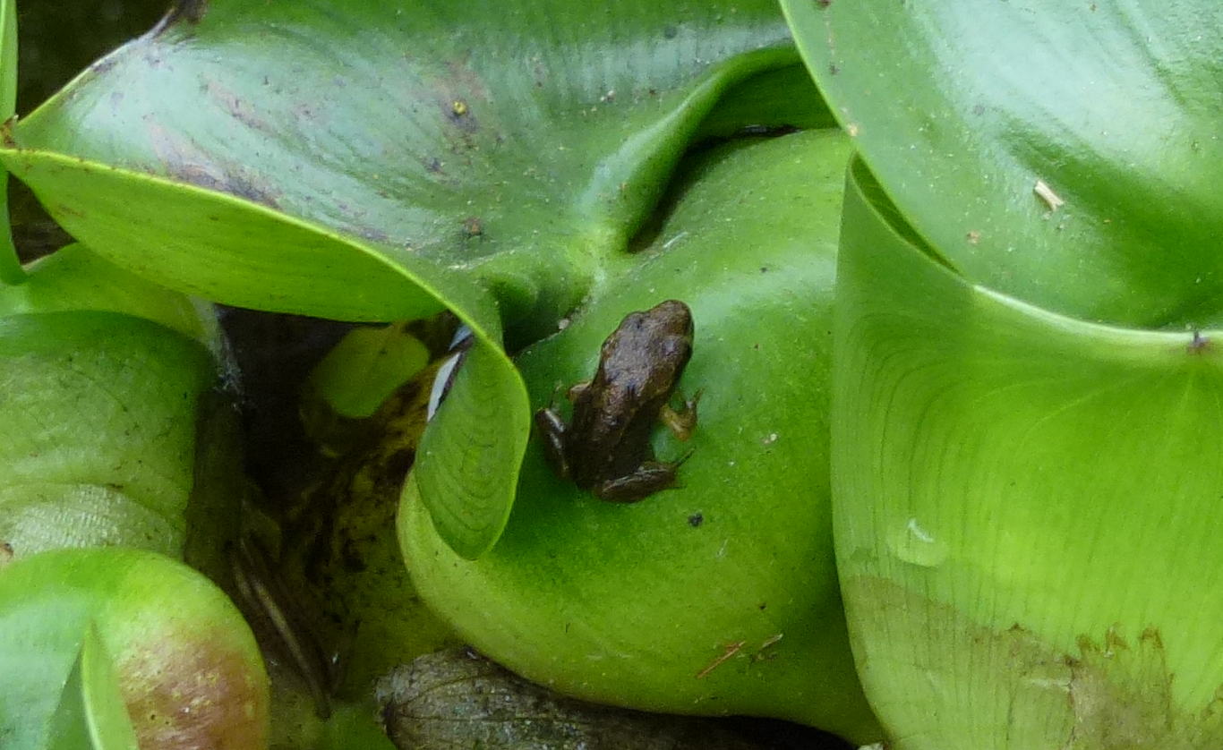 A baby frog (froglet)