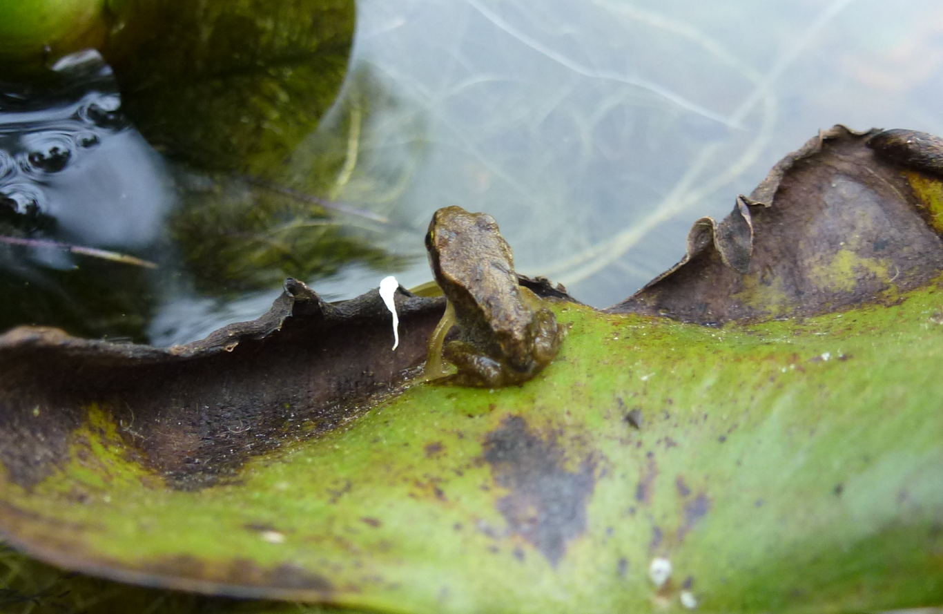 A froglet on the waters edge