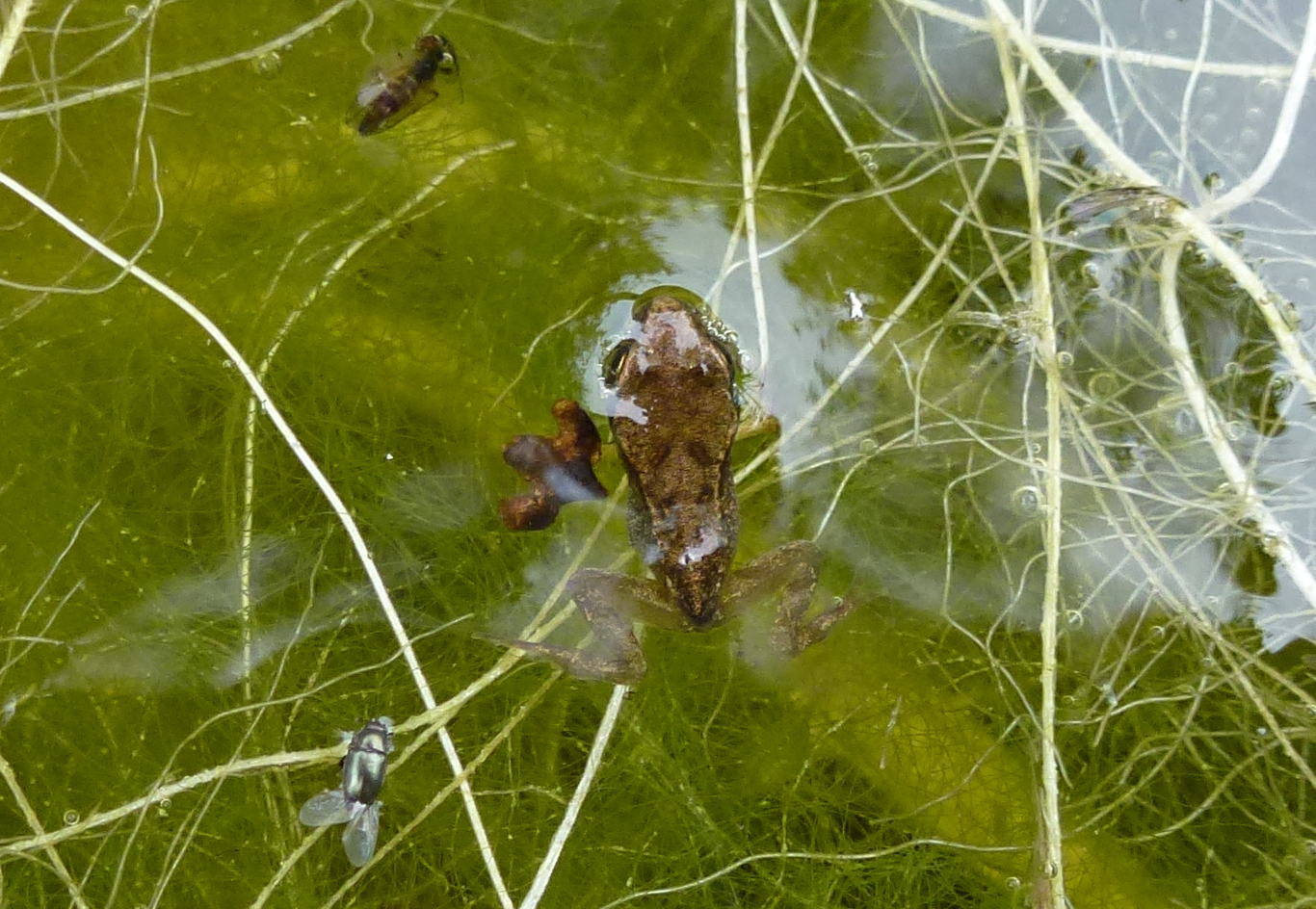 A swimming froglet