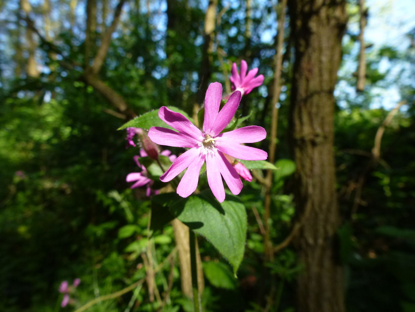 Red Campion growing in a woodland environment.
