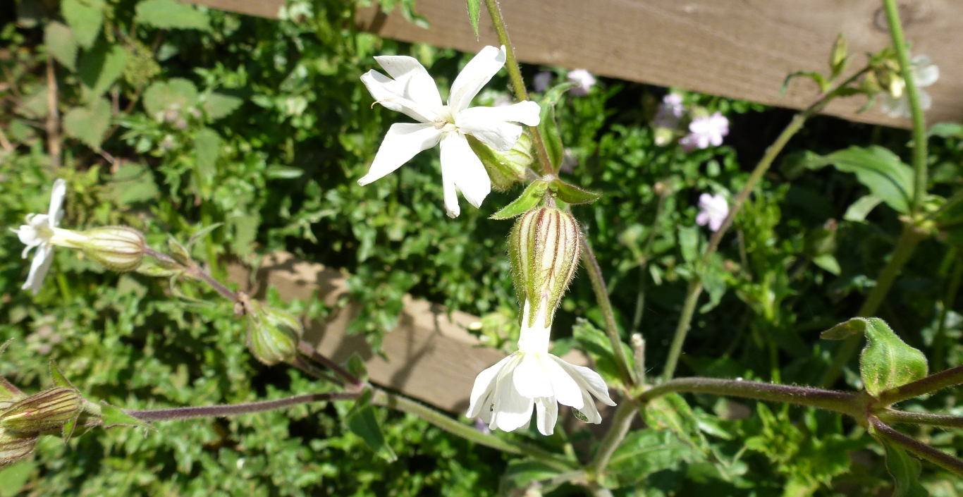 The wild flower White Campion. 