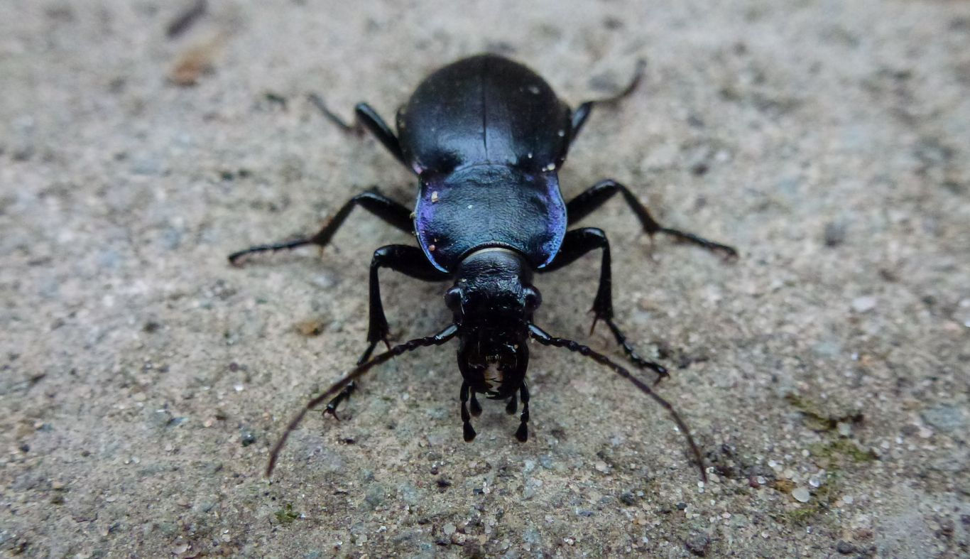 A violet ground beetle close up.