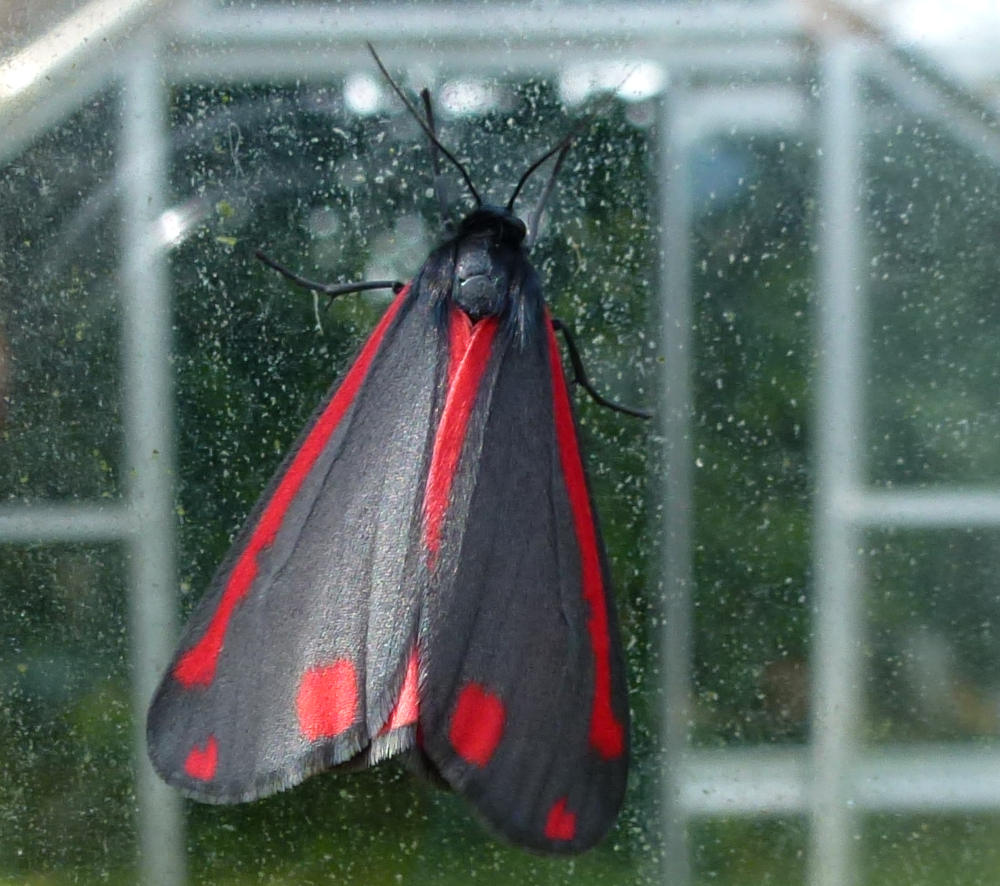 cinnabar moth