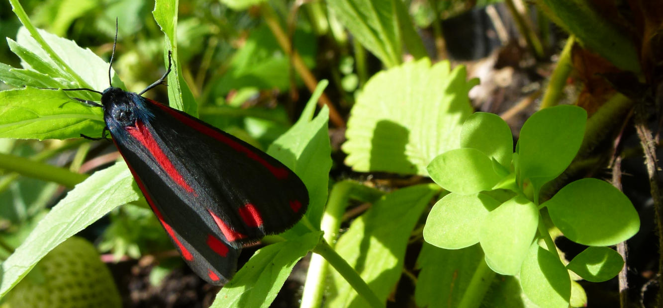 black and red moth