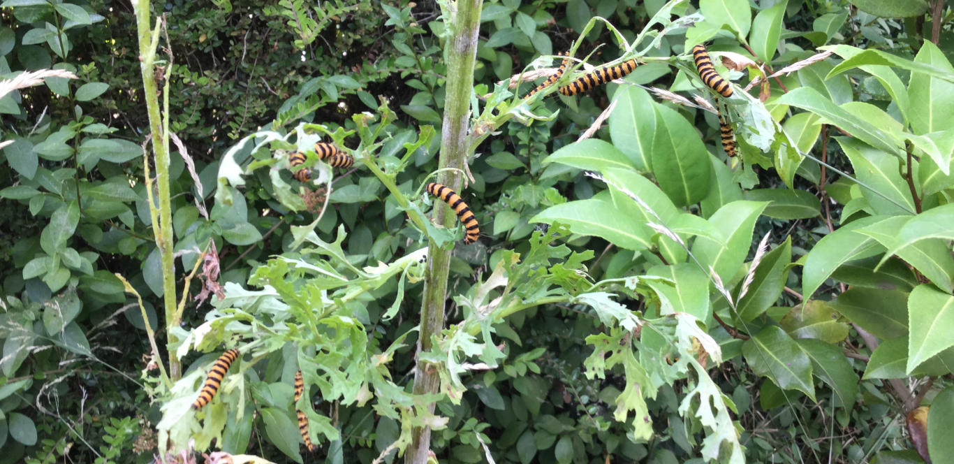 Cinnabar Moth Catterpillars Feeding on Ragwort.