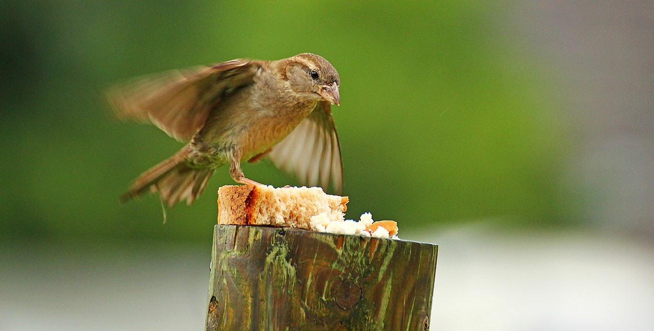 A Sparrow Eating Bread