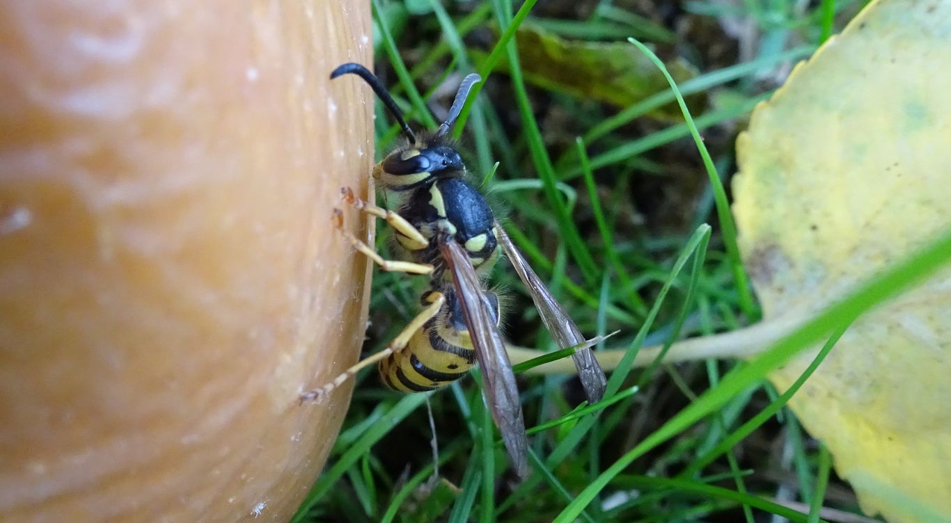 A drunken wasp climbs up a rotten apple.