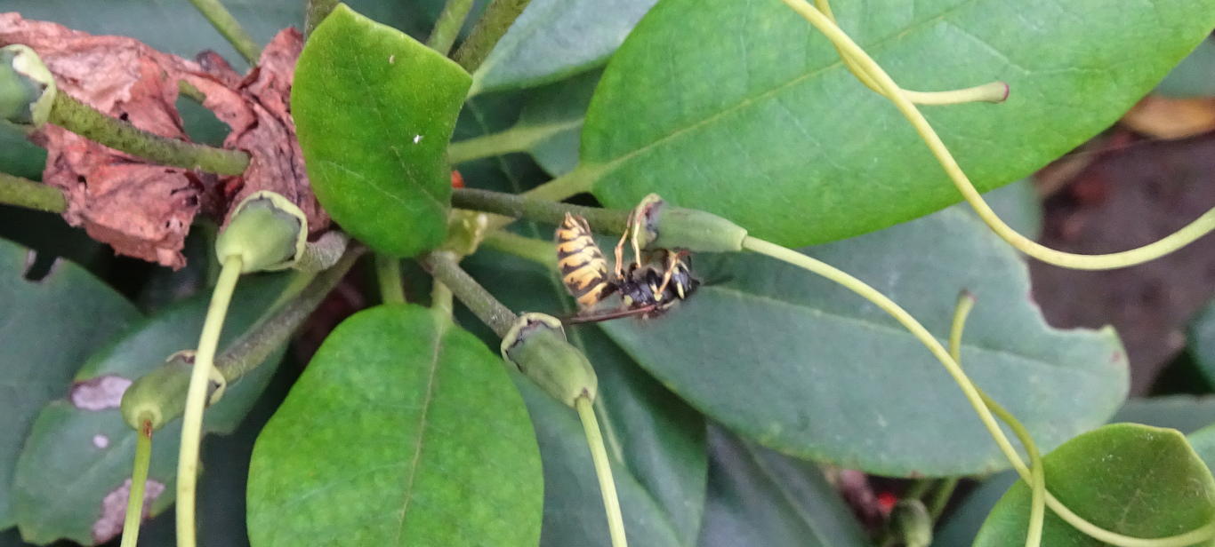A wasp taking sap from a flower bud.