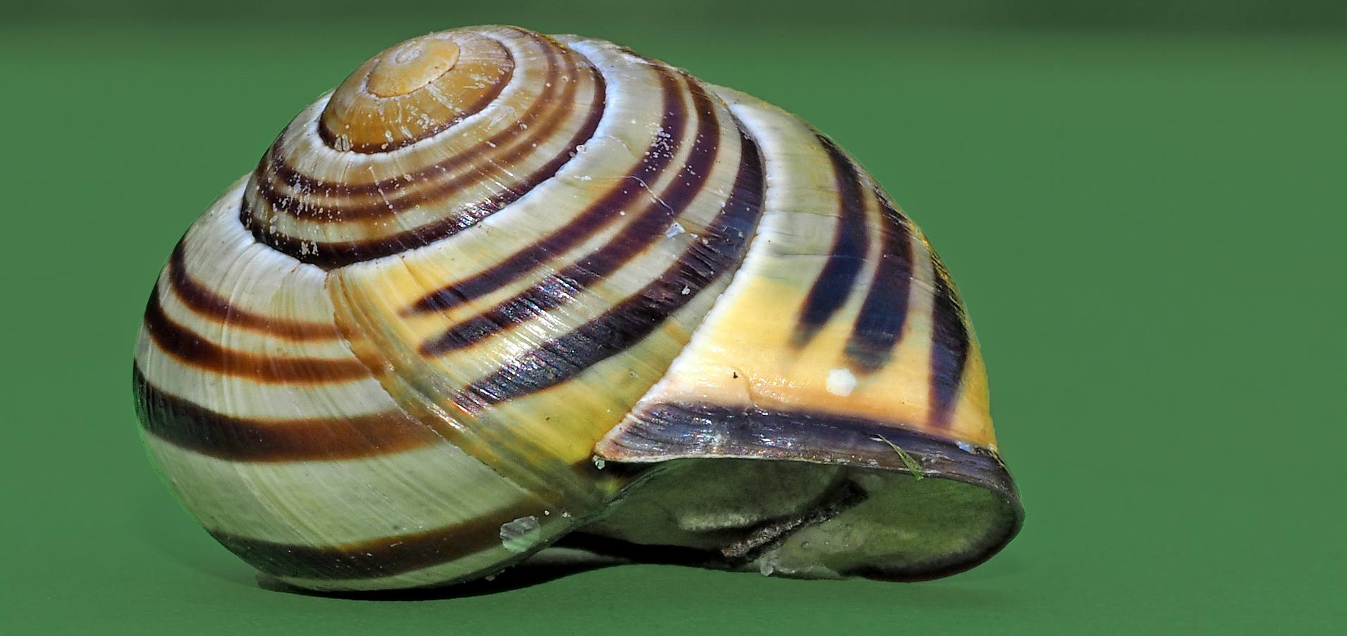 A close up image of a snail shell.