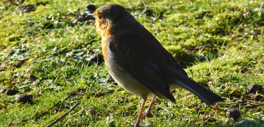 Robin (Erithacus rubecula) - British Birds - Woodland Trust