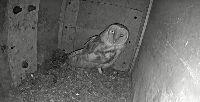 A webcam image of a barn owl.