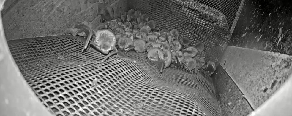 Soprano pipistrelle bats.