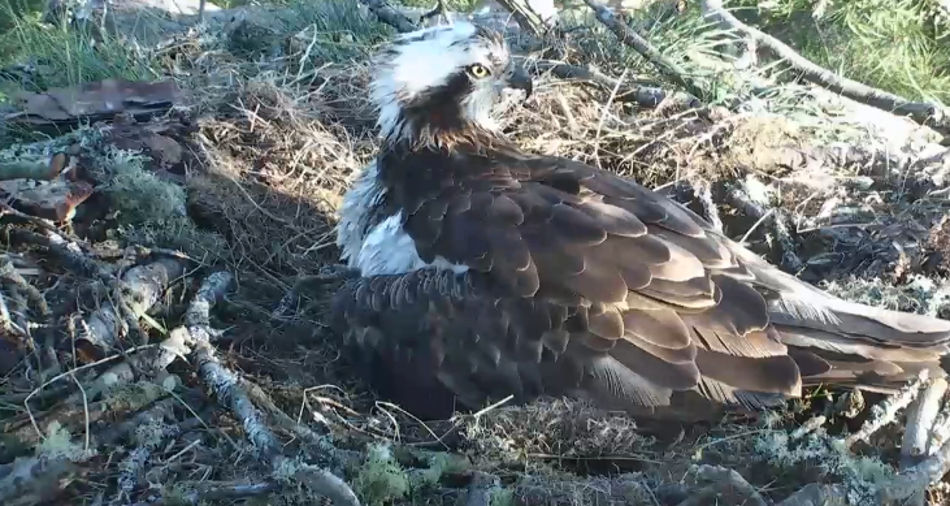 An osprey sat on its nest.