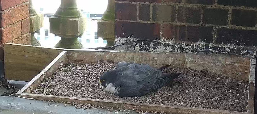 A peregrine falcon incubates its eggs.