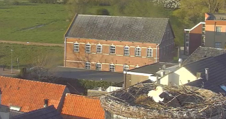 A white stork on its nest in Holland,