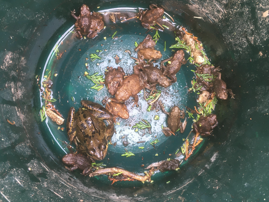 Rescued from a drain. Frogs and toads in a bucket.