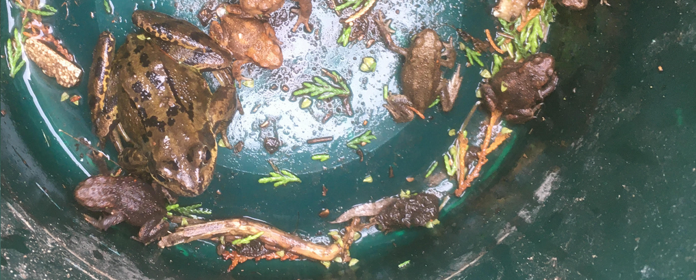 Frogs and Toads rescued from a drain
