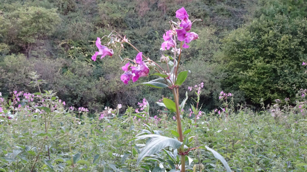 Himalayan balsam (Impatiens glandulifera)