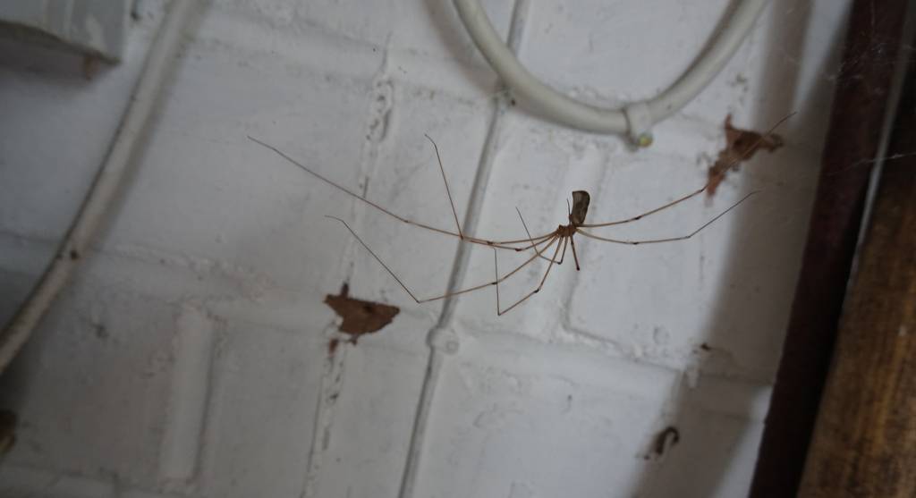 A cellar spider (Pholcus phalangioides) on a web.