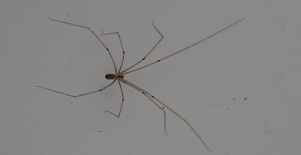 A cellar spider (Pholcus phalangioides).