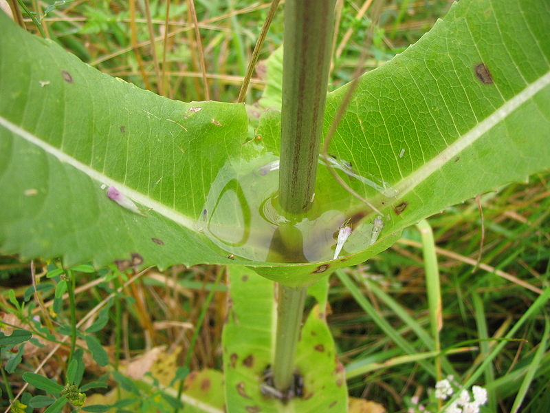 Rainwater collecting at the base of teasel leaves.