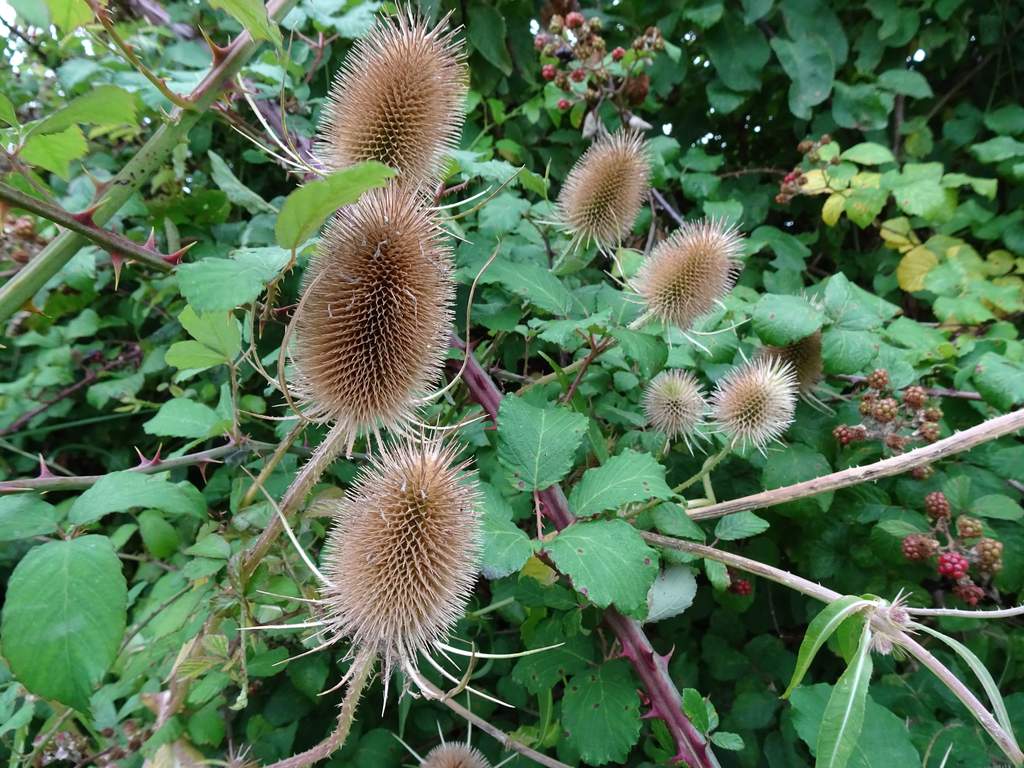 Teasel seed heads in an autumn hedgerow.