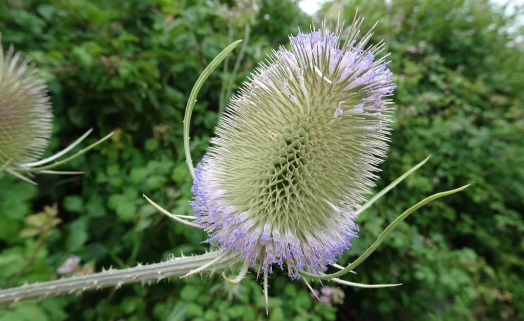 common-teasel-dipsacus-fullonum-everything-not-human