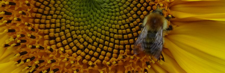 A bumble bee on a flower.