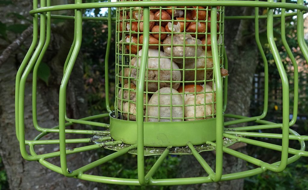 A peanut feeder with added pebbles in the base to aid drainage.