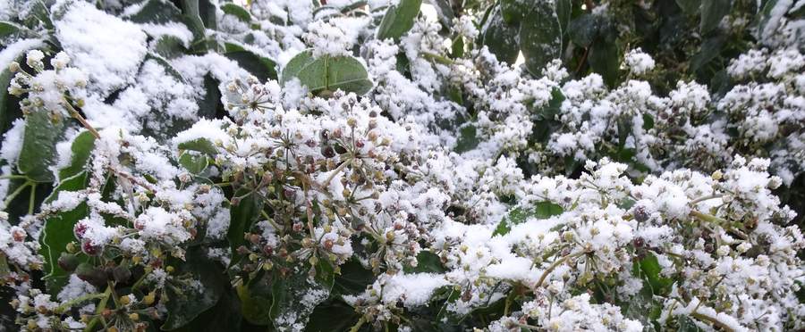 Ivy berries in the snow.