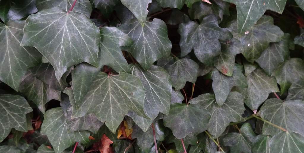 Ivy leaves.