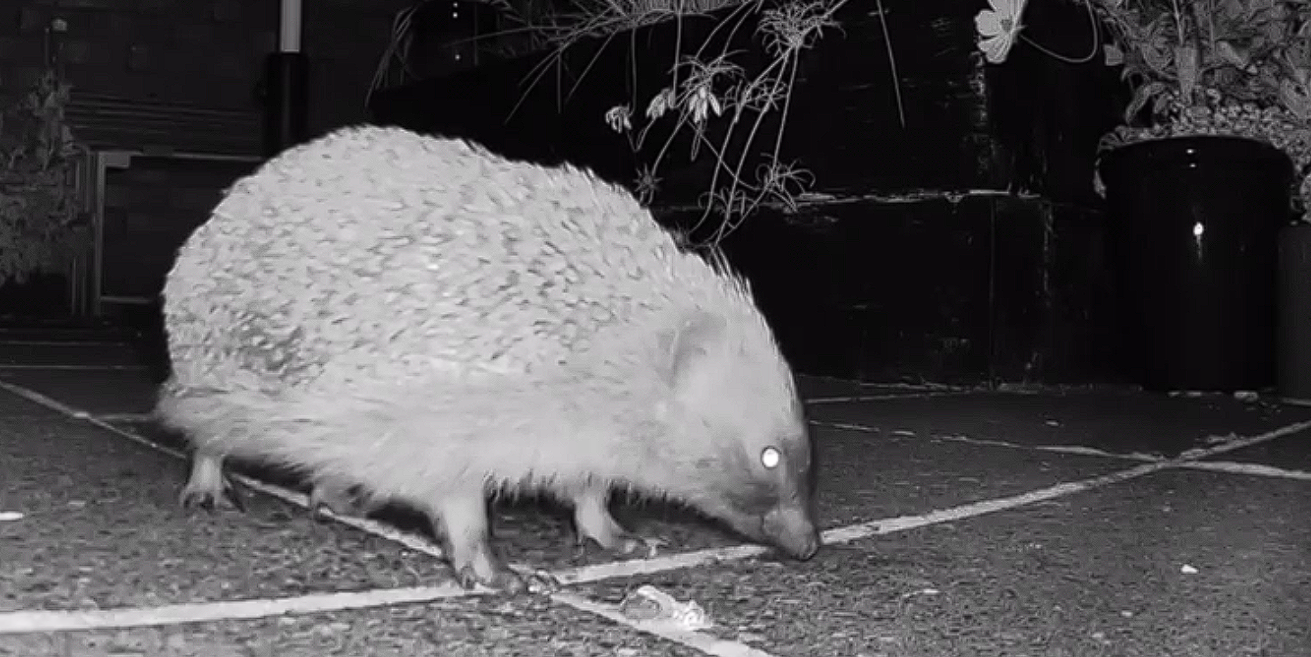 A hedgehog out and about in mid-Winter.