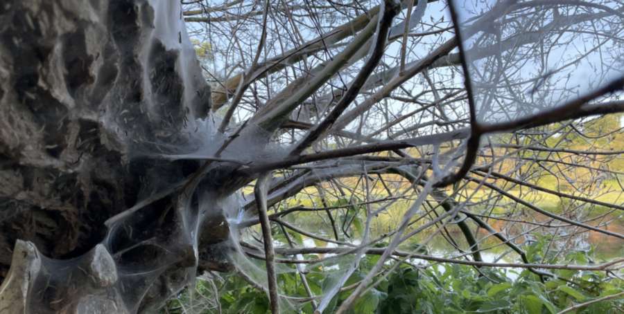 A tree covered by ermine moth web.