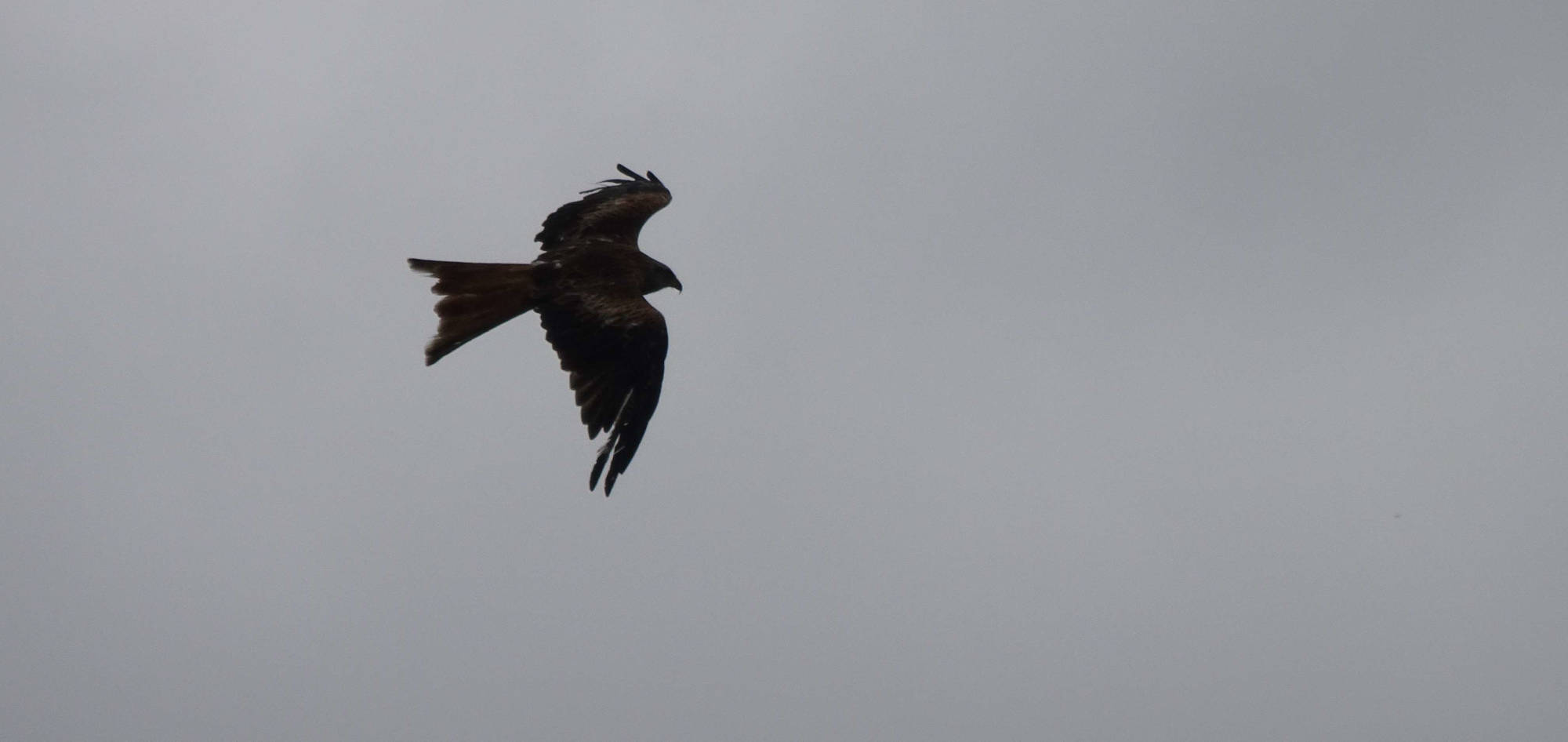 A red kite flying on a grey day near the Hughenden estate in Buckinghamshire, UK.