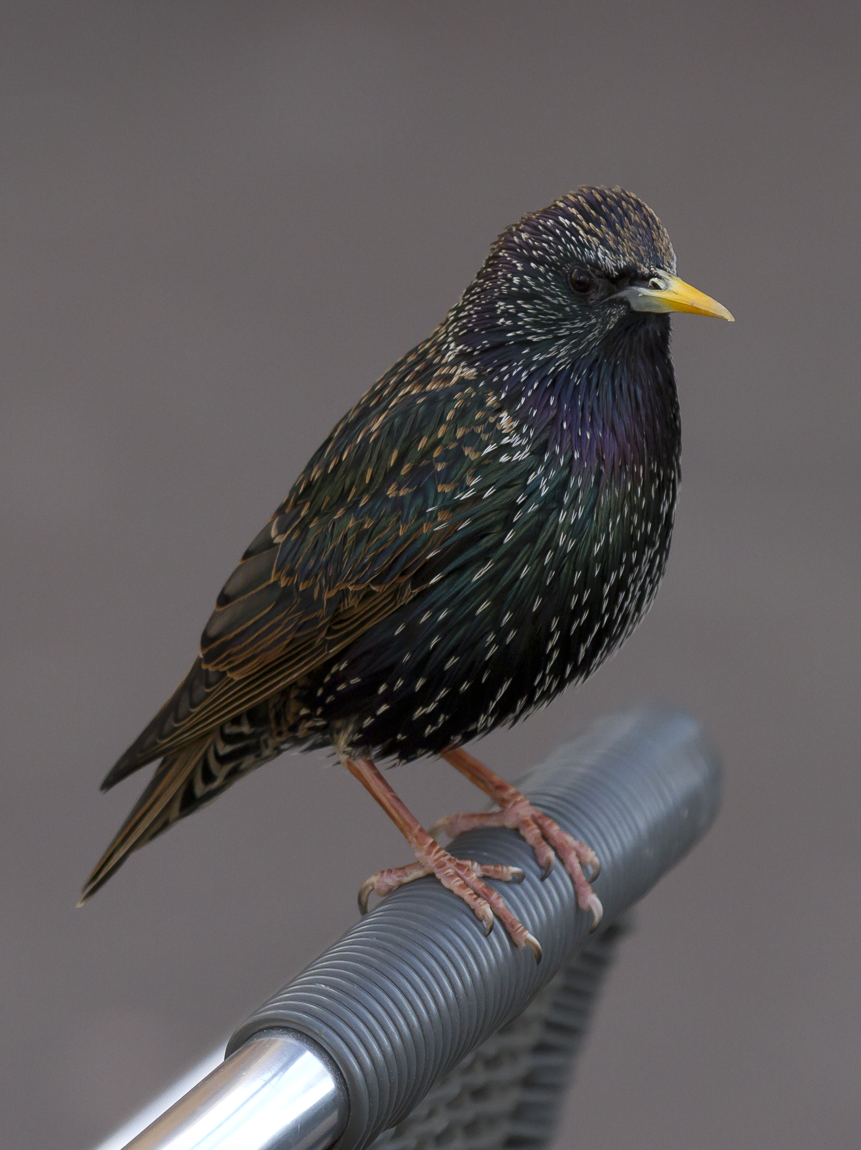 A starling (sturnus_vulgaris).